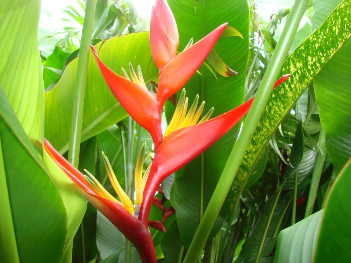 Smithy'S Eco-Apartment Morne Jaloux Ridge Luaran gambar